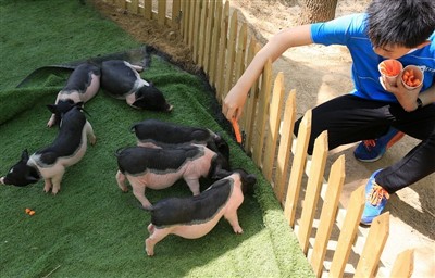 O que você faria se a cobaia tivesse insolação